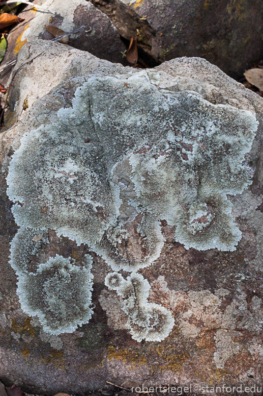 fungi on rock